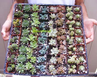 120 Assorted Succulent Plants 2 inch pot !! Great for wedding party favors