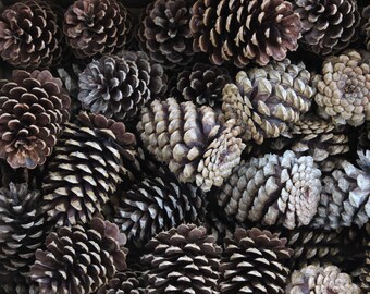 Pinecones - 1 dozen 2.5-4"