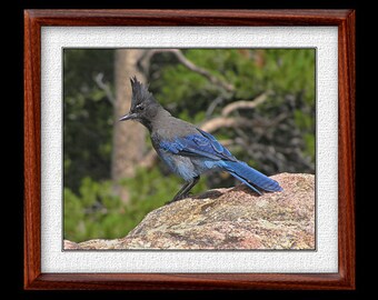 Stellar's Jay Print - 8x10 or 11x14 Stellar's Jay Photograph - Bird Photograph - Stellar's Jay Art - Nature Art - (P27)