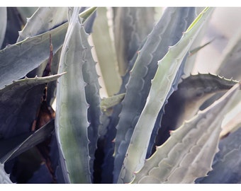 Nature Photograph - Succulent Photograph - Flower Photograph - Winter Agave 5 - Fine Art Photograph - Alicia Bock -Botanical Art- Floral Art