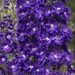 25+ King Arthur Delphinium Royal Purple w/ White Bee/ Perennial Flower Seeds
