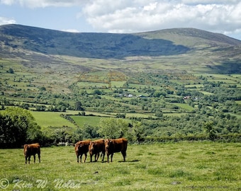 Irish wall art Ireland photo of Cows Ireland prints Irish landscape photo green hills fields mountains farm countryside Rustic wall art