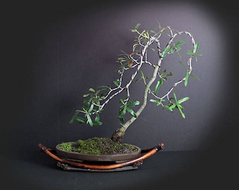 American Live Oak Bonsai Tree, Motion and Wind Collection from LiveBonsaiTree