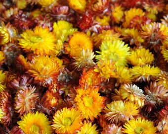 100-500 Orange Strohblumenköpfe, Getrocknete Strohblumen als Dekoration, Hochzeitsdekor, Duftblumen, Potpourri, Unterschiedliche Größen
