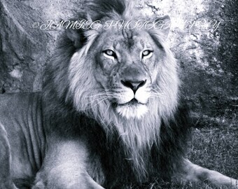 B&W Lion Print 8x10