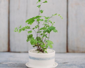 Mini Striped Porcelain Planter with Drainage