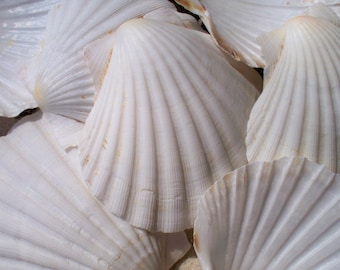 Irish baking Scallop Shells 4"-5" Case Pack 10