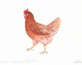 Rhode Island Red - Original Illustration - Pen and Watercolor - 5x7