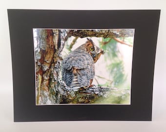 Great Horned Owl Photograch - Matted