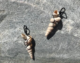 Spiral Shells