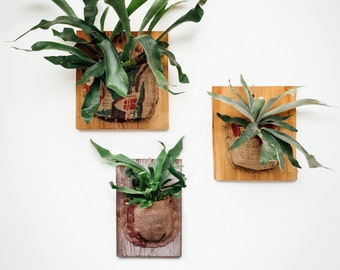 Mounted Staghorn Fern with Vintage Burlap Wrap