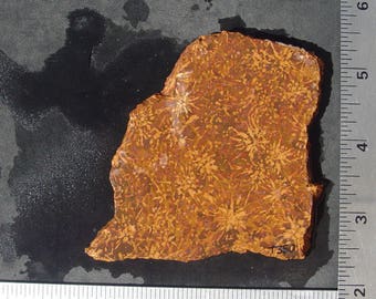 Spider Jasper or Starburst Jasper from Mexico Lapidary Slab T350