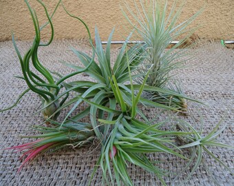 6 Pack Assorted Tillandsia Medium Size