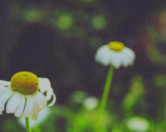 Wild daisies, vintage vibe