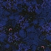 Hot Springs Honeymoon Collection By Sarah Watts for Cotton & Steel Fabrics