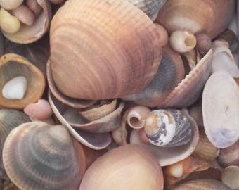 200 different shapes and colors T4 shells