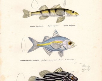 1836 Antique Fish Print Madras Perchlet Brodtmann Fish Print Schinz Folio Pl 5