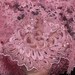 Pink 51" Czarina Embroidered Flower with Sequins Scalloped Edge on a Mesh Lace Fabric by the Yard - Style 5004