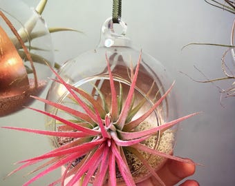 Glass bauble with living air plant