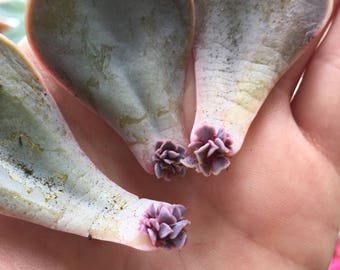 PLANT Echeveria Pearl Von Nurnberg succulent LEAF PROPAGATION