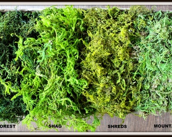 BULK Moss- 1 1/2 pounds of REAL moss in 5 styles-Basket moss-Preserved Sphagnum Moss-Wedding Decor-Woodland moss