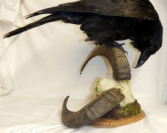 Taxidermy Raven, CORAX CORAX , King of the crow family , Made to order!