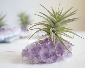 Amethyst Crystal Air Plant, Geode Planter, Crystal Garden, February Gift For Her, Mom, Friend, Little Something Under 20, Spring Decor