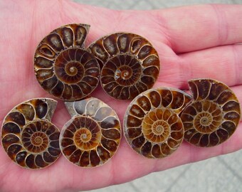 6 AMMONITE FOSSIL Cabochon 33x28mm - COD6986