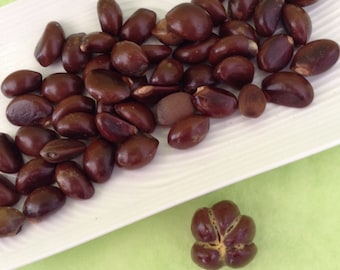 Sea Beans - Drift seeds - Loquat fruit - Hawaii - Seeds - brown sea beans - Natural - Surf tumbled - Hawaiian seeds - pick the amount