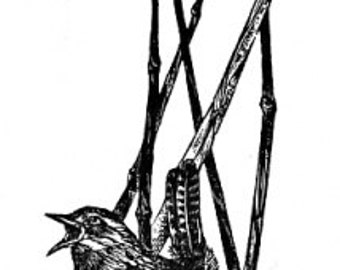 Marsh Wren, wood engraving