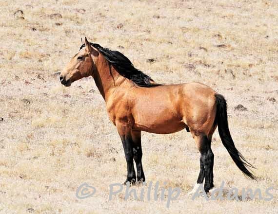 Goliath 3 Buckskin Mustang Stallion 8.5 x 11