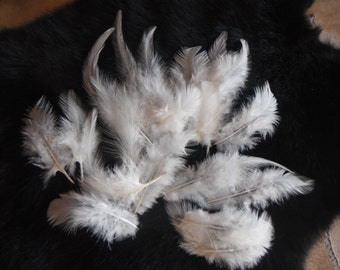 ethical feathers: white rooster feathers, 25 assorted, natural, cruelty free, heritage breed chicken, craft feathers
