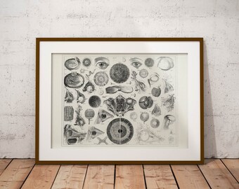 Old vintage Illustrations of Anatomy-Anatomy-medical Prints The parts of the eye
