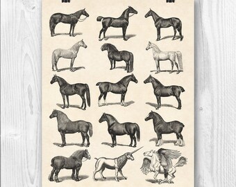 Horse breeds poster | Etsy