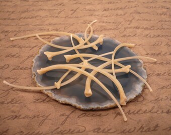 12pc Small Snake Rib Bones