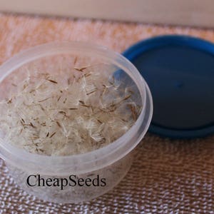 500+ Dandelion Seeds with Wisps Attached - Jewelry Making - Dried Dandelion Seeds