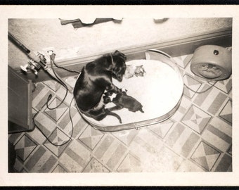Vintage photo Unusual Overhead Photograph of Mother Dog and New Babies 1940s