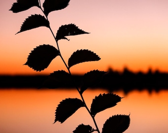 Sunset Silhouette, White Rock Lake, Dallas, TX