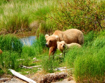 Alaskan Brown Bear Grizzly Cub