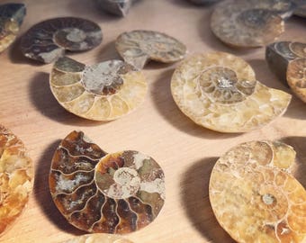 Ammonite Fossil // Ancient Fossil // Crystal