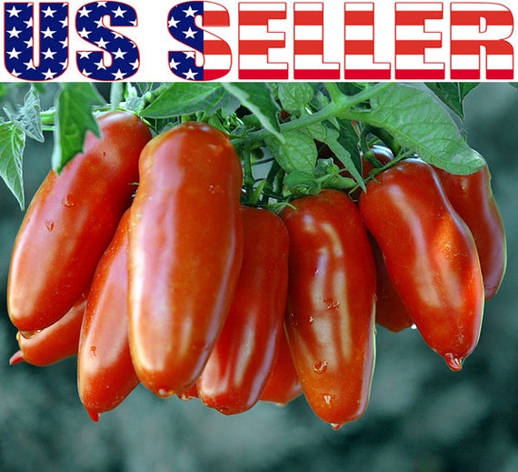 30 ORGANIC San Marzano Tomato Seeds Heirloom NONGMO
