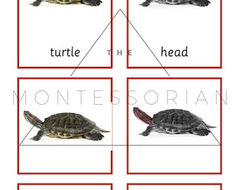 Turtle Three Part Cards for Educational Matching PDF Digital File