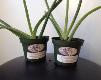 Aloe Vera Live Plant - Small