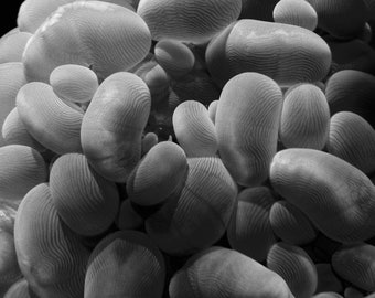 Black and White Anemone