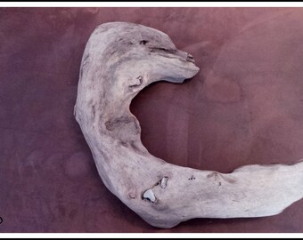 Very nice piece of driftwood
