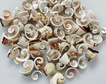 Natural Spiral Shell Beads - GM342