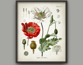 Opium Poppy Plant Print - Red Poppy Decor - Papaver Somniferum - Medicinal Plant - Morphine - Codeine - Kitchen Botanical Print - AB544