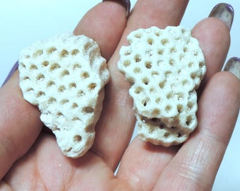 WHITE CORAL 2 chunks for collecting, crafts or jewelry / R66