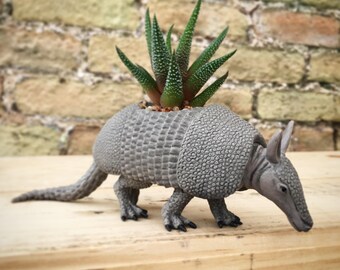 Norman the planted armadillo
