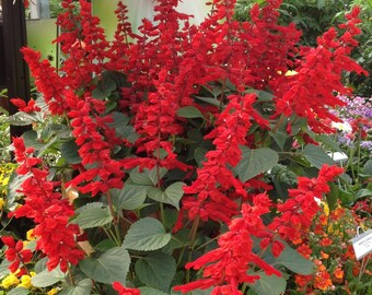 Heirloom 150 Seeds Salvia Honeydew Peruvian Sage Meadow Clary Blaze of Fire Flower Seeds B2121